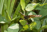 Baltimore Checkerspot _MG_3069.jpg