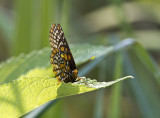 Baltimore Checkerspot _MG_3076.jpg