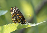 Baltimore Checkerspot _MG_3089.jpg