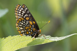 Baltimore Checkerspot _MG_3108.jpg
