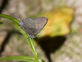 Banded Hairstreak _MG_1330.jpg
