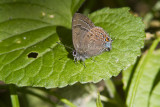 Banded Hairstreak _MG_1361.jpg