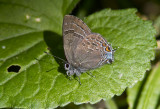 Banded Hairstreak _MG_1362.jpg