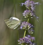 Cabbage White _MG_0893.jpg