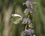 Cabbage White _MG_0895.jpg