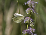 Cabbage White _MG_0896.jpg