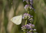 Cabbage White _MG_0900.jpg