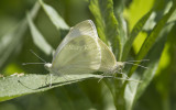 Cabbage White mating _MG_1015.jpg