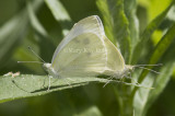 Cabbage White mating _MG_1017.jpg