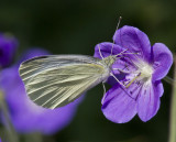 Cabbage White _MG_1678.jpg