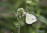 Cabbage White _MG_4723.jpg