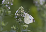 Cabbage White _MG_4725.jpg