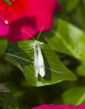 Cabbage White _MG_8508.jpg