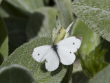 Cabbage Whites mating _MG_0259.jpg
