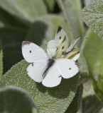Cabbage Whites menage a trois _MG_0248.jpg
