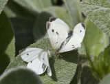 Cabbage Whites menage a trois _MG_0257.jpg