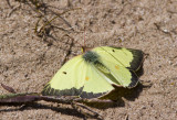Clouded Sulphur male _MG_8200.jpg