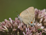 $ White M Hairstreak _MG_3769c.jpg