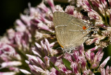$ White M Hairstreak _MG_3966.jpg