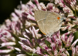 $ White M Hairstreak _MG_3968.jpg