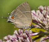 _ White M Hairstreak _MG_4010.jpg