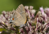 $ White M Hairstreak _MG_4014.jpg