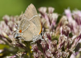 $ White M Hairstreak _MG_4015.jpg