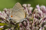$ White M Hairstreak _MG_4017.jpg