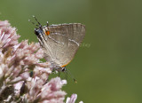 __ White M Hairstreak _MG_3792.jpg