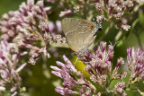 $$ White M Hairstreak _MG_3943.jpg
