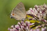 __ White M Hairstreak _MG_4009.jpg