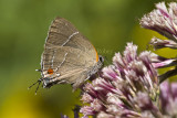 ___ White M Hairstreak _MG_4005.jpg