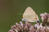 White M Hairstreak _MG_3770.jpg