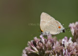 White M Hairstreak _MG_3773.jpg