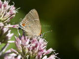 White M Hairstreak _MG_3825.jpg