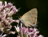 White M Hairstreak _MG_3866.jpg