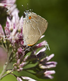 White M Hairstreak _MG_3920.jpg