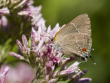 White M Hairstreak _MG_3921.jpg