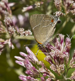 White M Hairstreak _MG_3935.jpg
