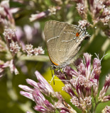 White M Hairstreak _MG_3936.jpg
