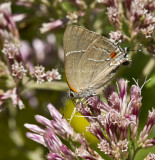 White M Hairstreak _MG_3940.jpg