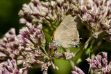 White M Hairstreak _MG_3948.jpg