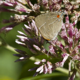 White M Hairstreak _MG_3971.jpg
