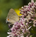 White M Hairstreak _MG_3977.jpg