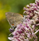 White M Hairstreak _MG_3989.jpg