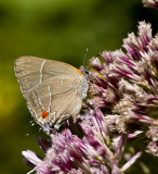 White M Hairstreak _MG_3997.jpg