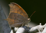 __ Goatweed Leafwing _MG_0835.jpg