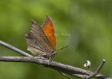 __ Goatweed Leafwing _MG_0851.jpg