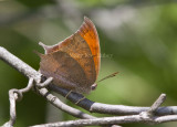 Goatweed Leafwing _MG_0700.jpg