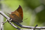 Goatweed Leafwing _MG_0708.jpg
